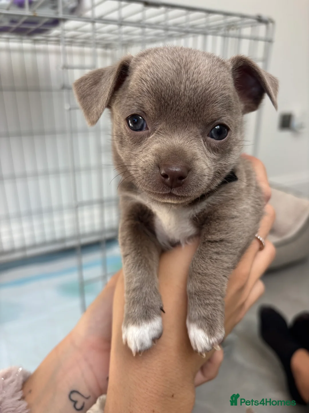 Chihuahua dogs for sale: Chihuahua pups ready for a new home  - Advert 2