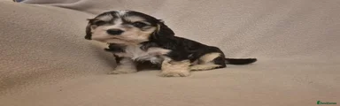 Black Sable Boy