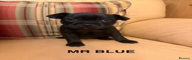 Mr Blue