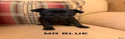 Staffordshire Bull Terrier dogs for sale: KC Reg/DNA Clear Brindle Staffordshire Puppies. - Advert 30