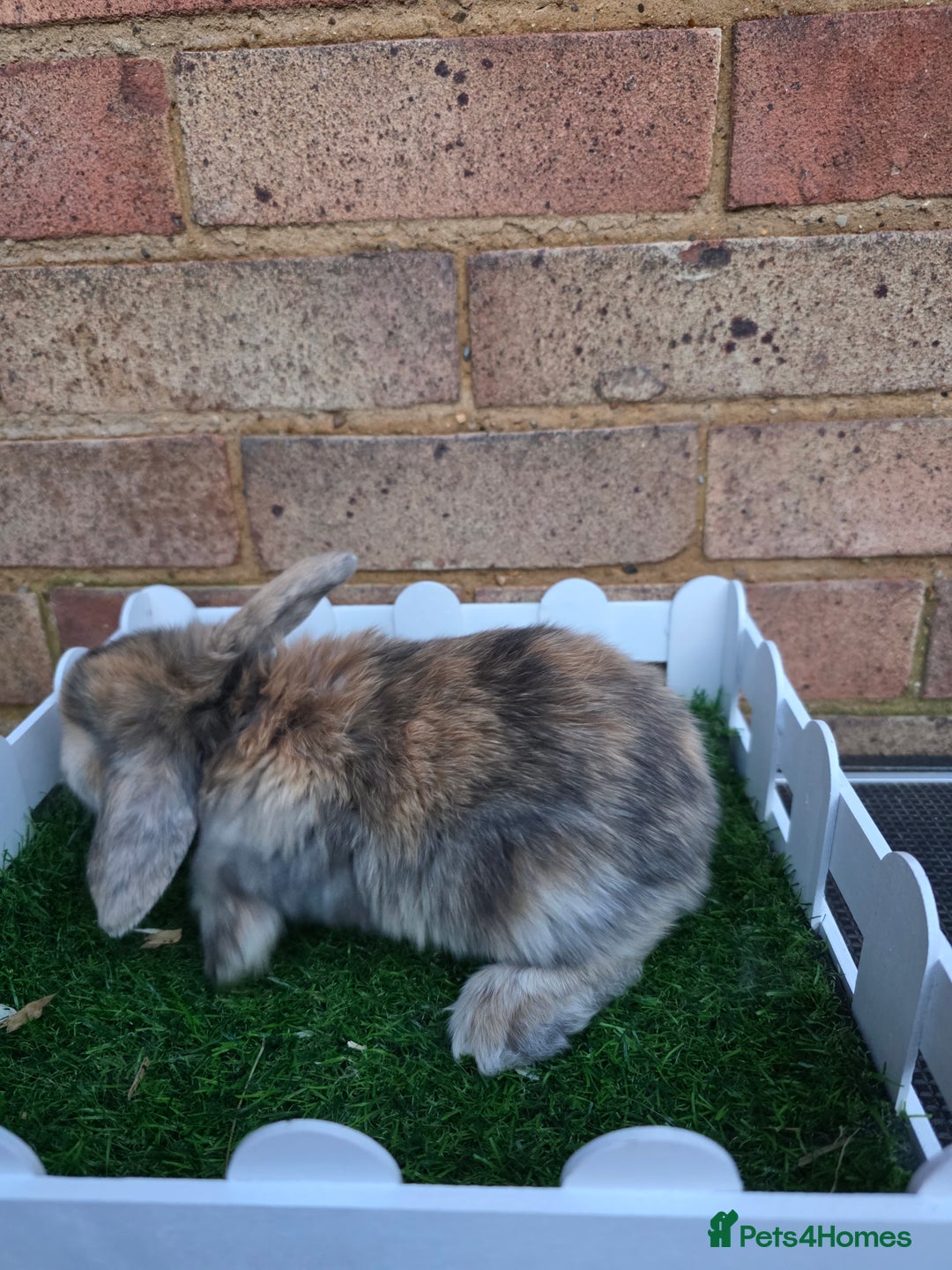 French Lop rabbits for sale: Pure bred French lops - Advert 12