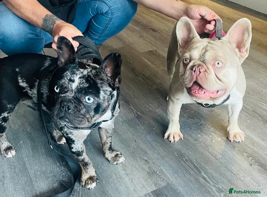 French Bulldog dogs for stud: ⭐️KCREG 4 PANEL CLEAR NEW SHADE ISABELLA PIED STUD in Gunnislake - Advert 14