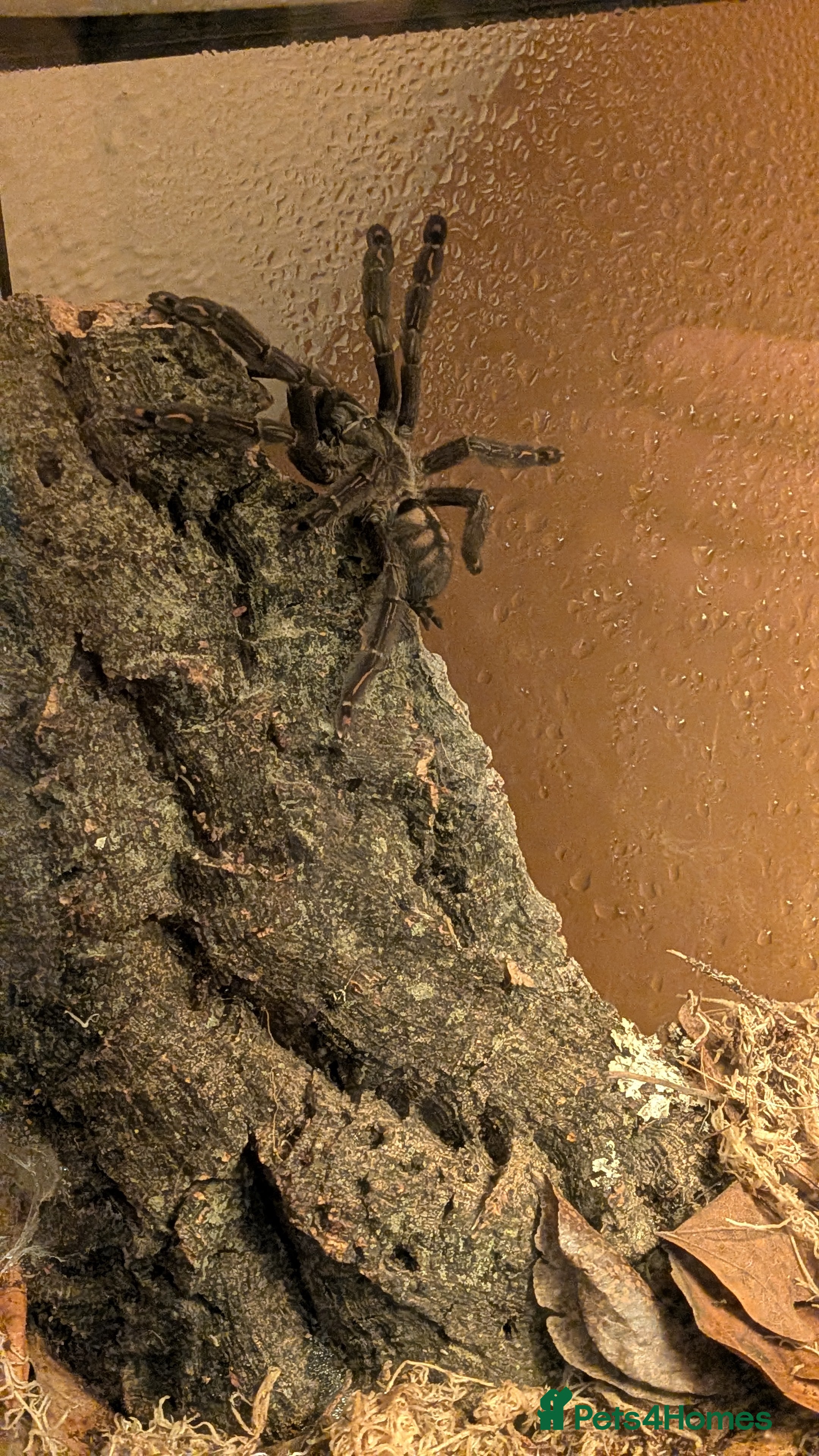 Tarantulas invertebrates Tarantulas for sale 🕷️ - Advert 1