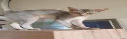 Abyssinian cats for sale: Chocolate silver abbysinian boy in Croydon - Advert 8