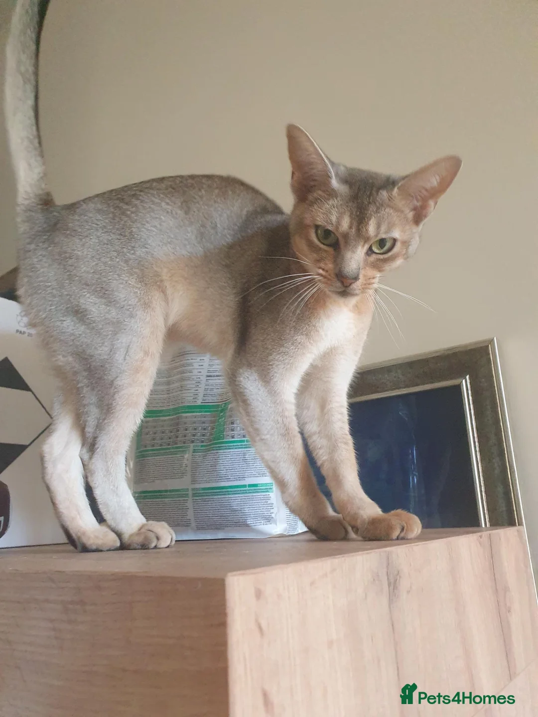 Abyssinian cats for sale: Chocolate silver abbysinian boy in Croydon - Advert 8