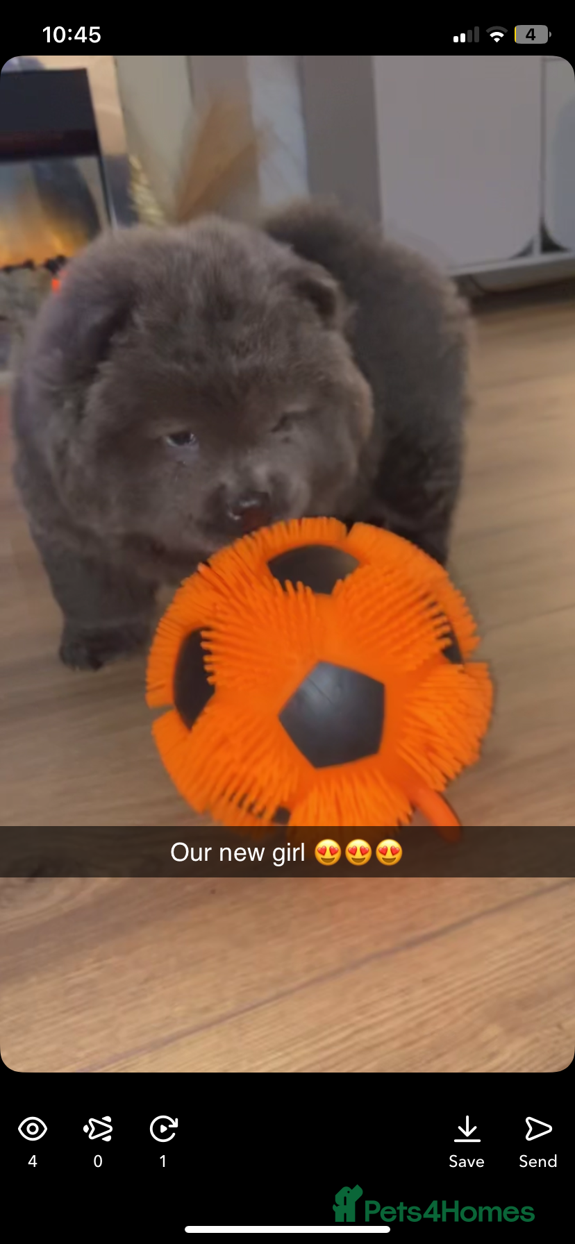 Chow Chow dogs 8 weeks old female chow chow  - Advert 1