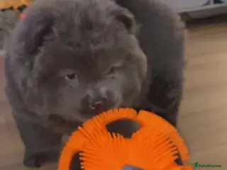 Chow Chow dogs 8 weeks old female chow chow - Advert 1