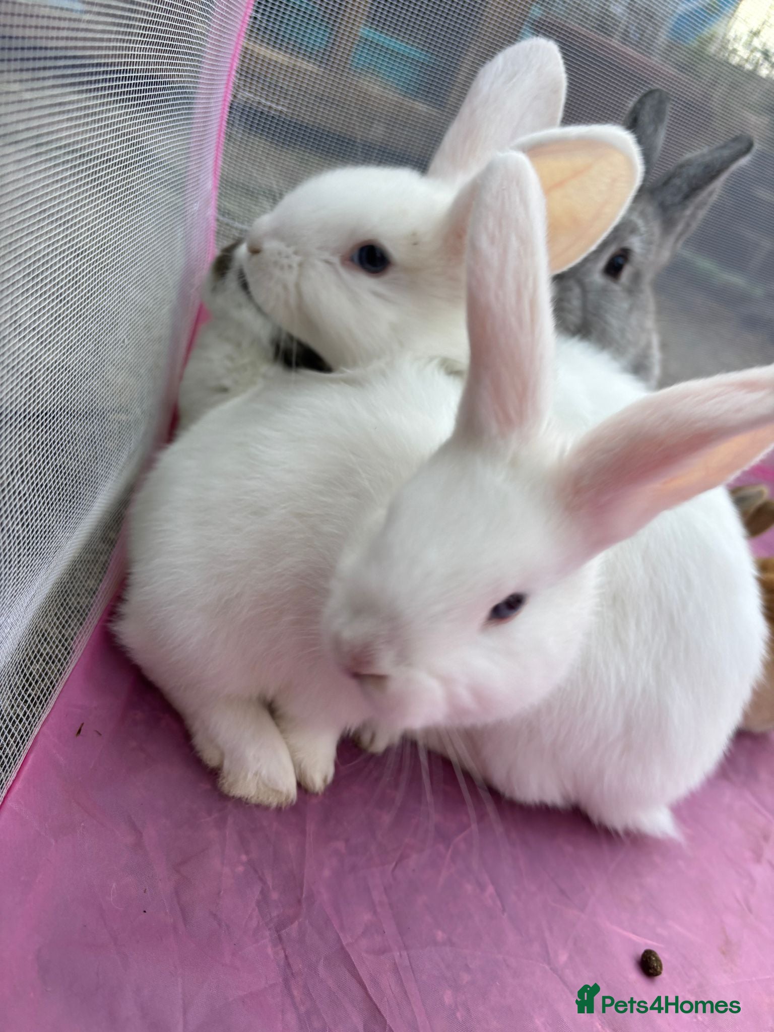 Mixed Breed rabbits 2x White bunnies - Advert 1
