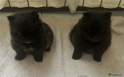 Pomeranian dogs for sale: Beautiful Pomeranians babies ready now! - Image 6