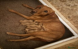 Labrador Retriever dogs for sale: Labrador Fox red  - Image 5
