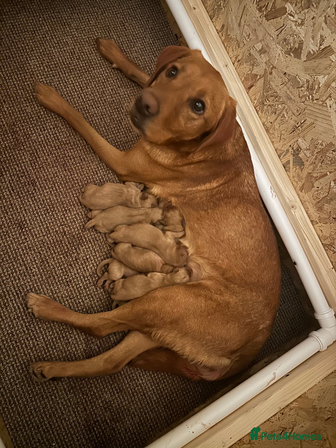 Labrador Retriever dogs for sale: Labrador Fox red  - Image 5