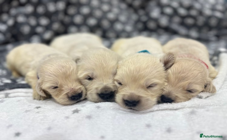 Golden Retriever dogs - Advert 3
