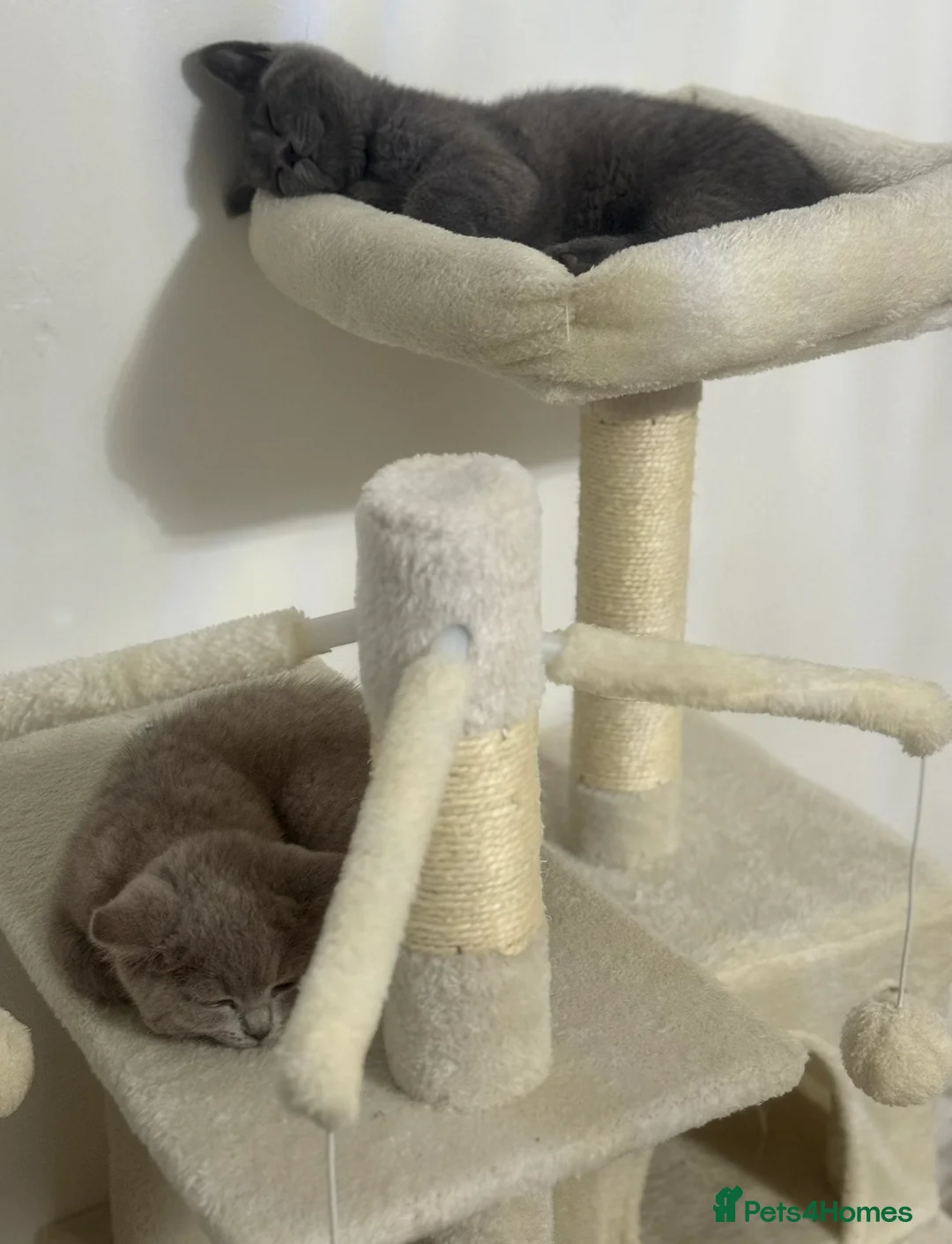 British Shorthair cats for sale: *Package* Male and Female British Shorthair kitten - Advert 2