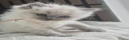 Ragdoll cats for sale: Beautiful ragdolls gccf and tica registered - Advert 13