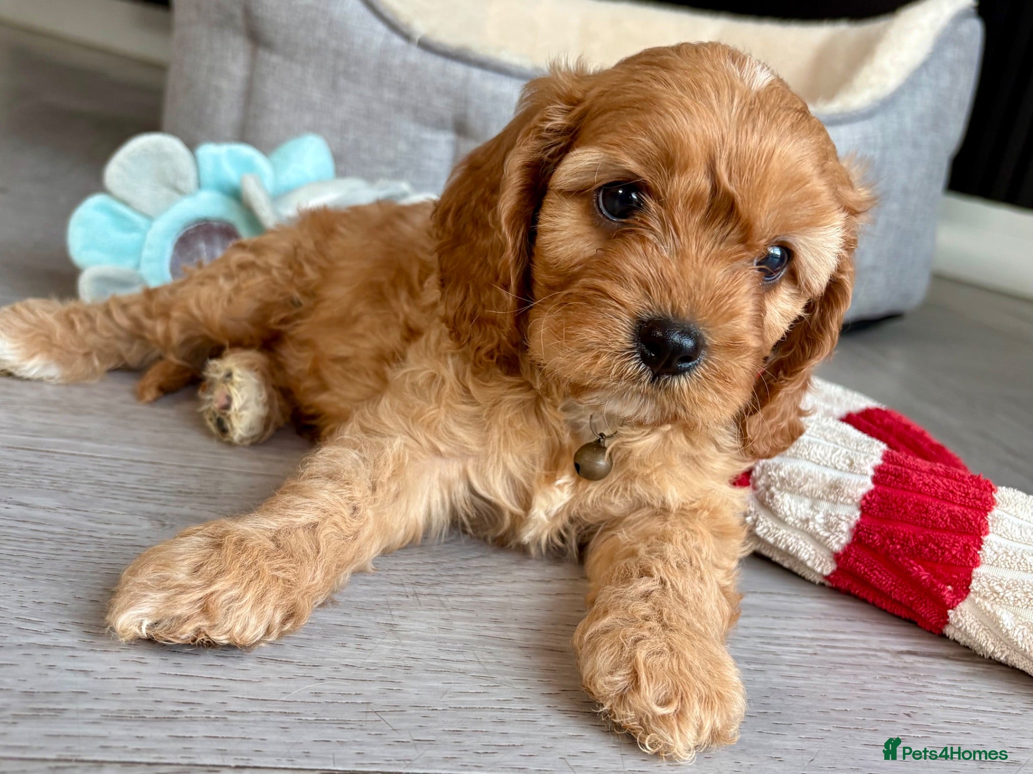 Cavapoo dogs One Adorable miniature F1 red Cavapoo male - Advert 1