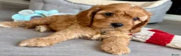 Cavapoo dogs for sale: One Adorable miniature F1 red Cavapoo male - Advert 3