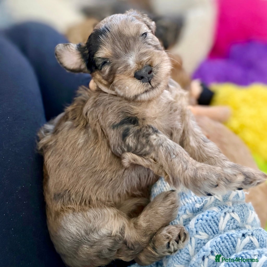 Double Doodle dogs Supreme Double Doodles - striking and unique coats - Advert 1