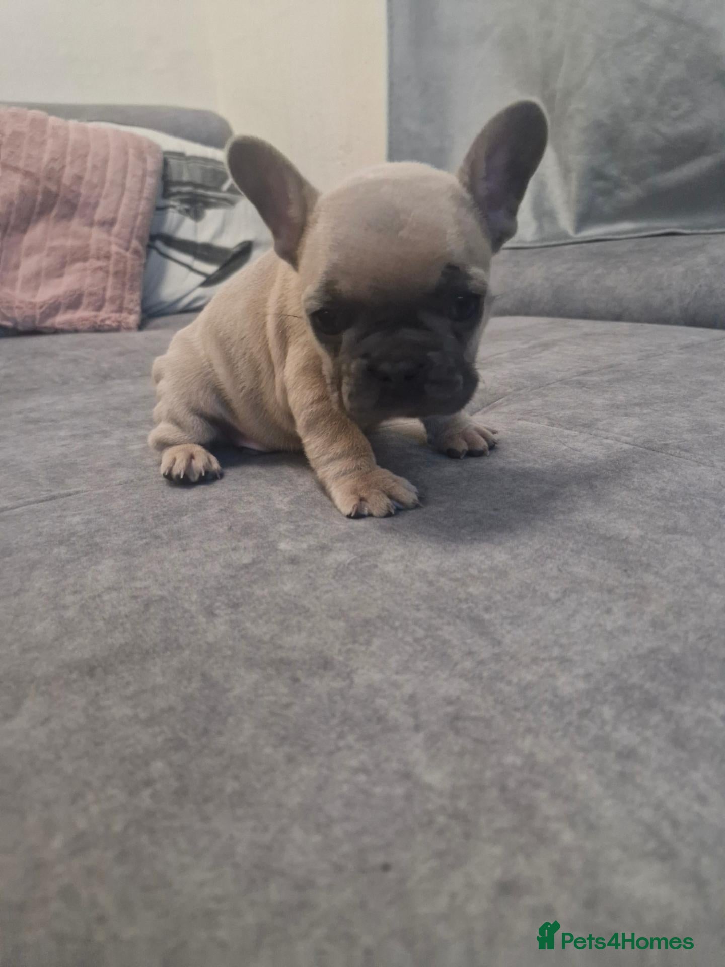 French Bulldog dogs French bulldog  - Advert 17