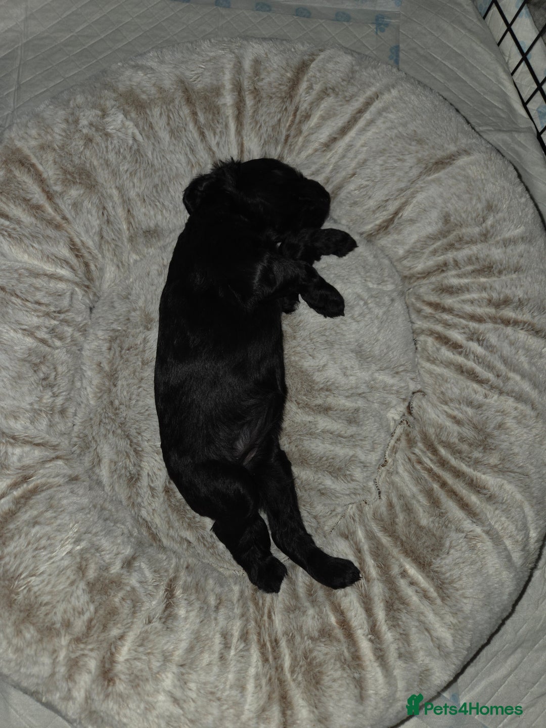 Cockapoo dogs for sale: Cockapoo puppies for sale - Advert 8