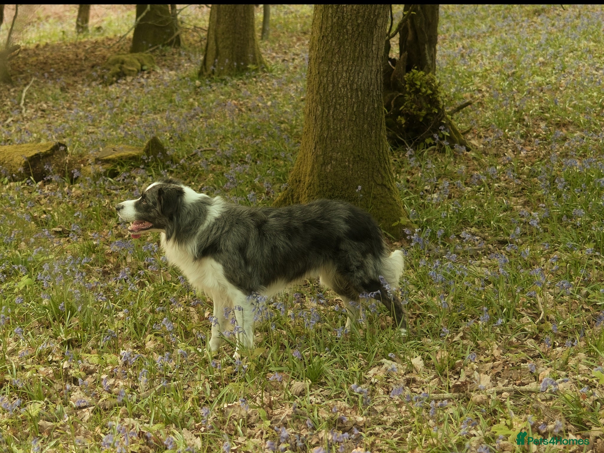 Border Collie dogs *proven* health tested working merle border collie - Advert 11