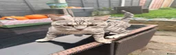 Bengal cats for sale: Silver snow bengal cat  in Kidderminster - Advert 4