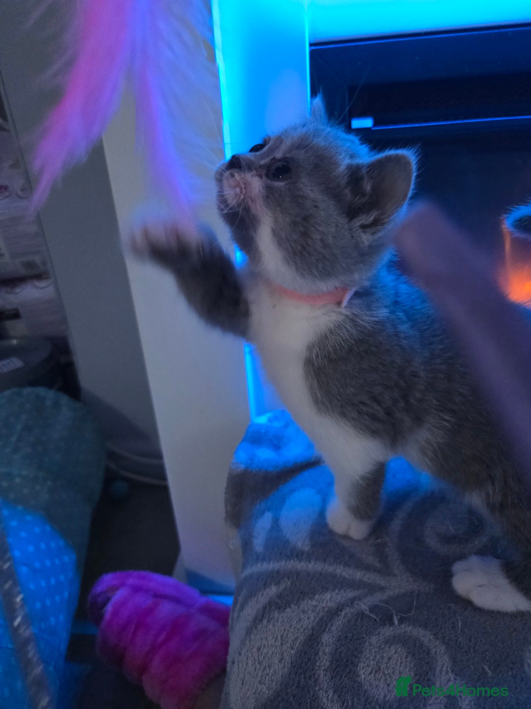 British Shorthair cats for sale: Full pedigree, British short hairs ready now. - Image 15