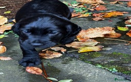 Cocker Spaniel dogs for sale: BLACK WORKING COCKER SPANIELS - Bitch and Dog - Image 19