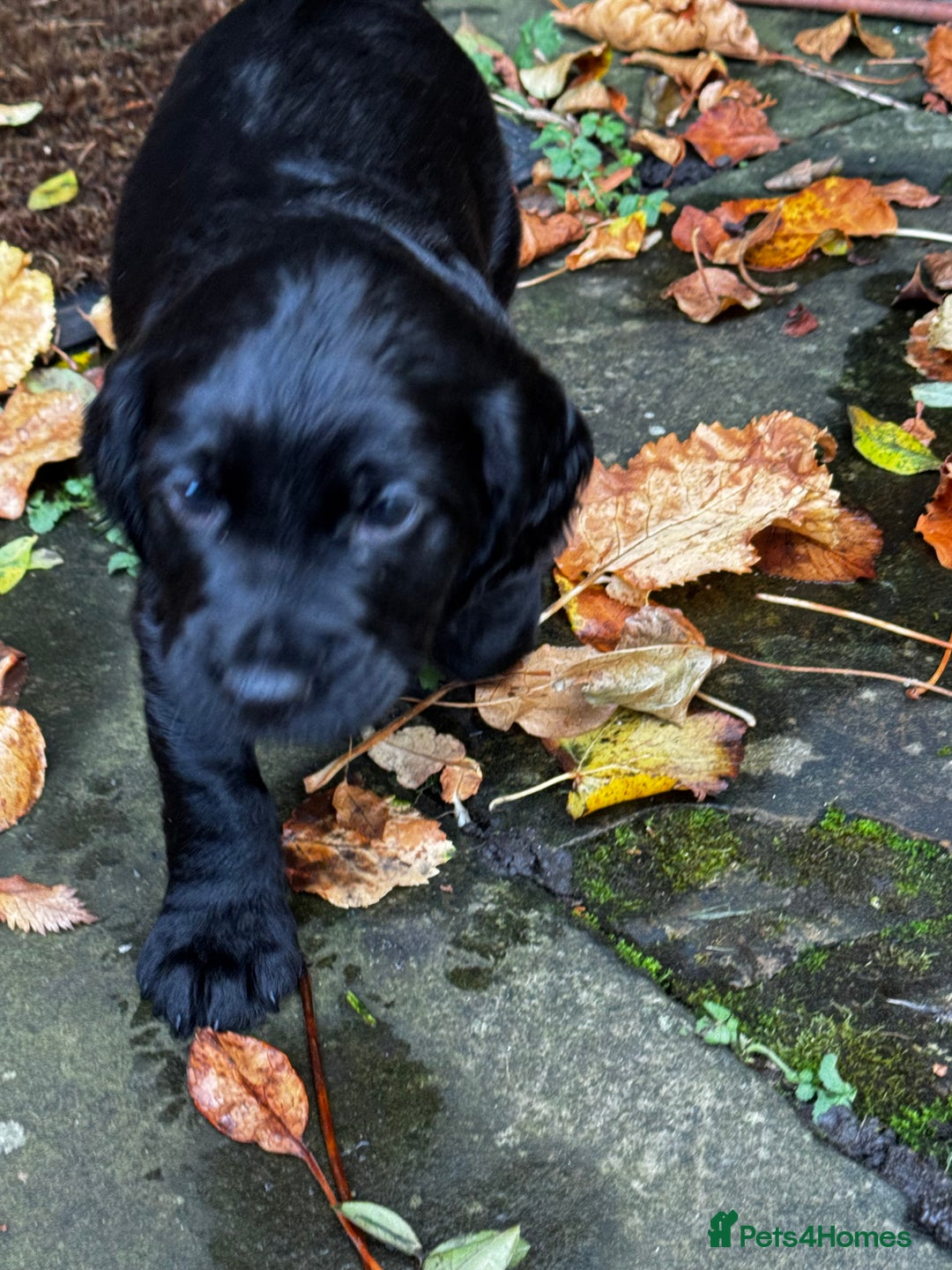 Cocker Spaniel dogs for sale: BLACK WORKING COCKER SPANIELS - Bitch and Dog - Image 19