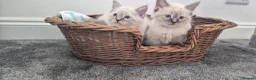 Siberian cats for sale: Beautiful Neva Masquerade kittens - Advert 5
