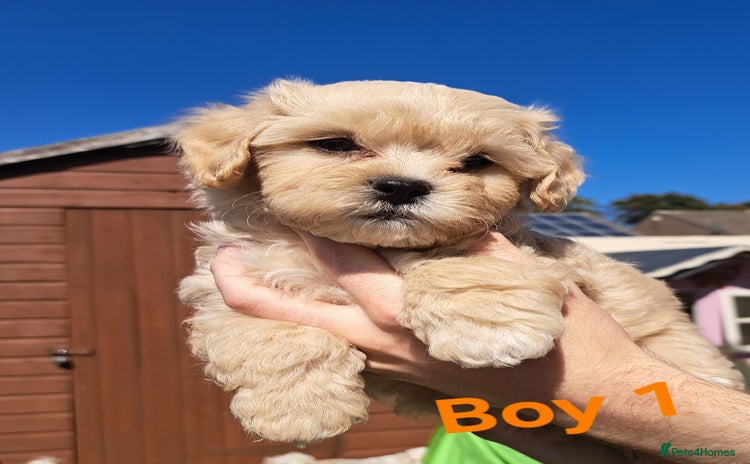 Shihpoo dogs - Advert 1