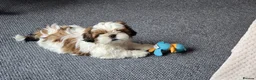 Shih Tzu dogs for sale: Shih Tzu Puppy for Sale - Advert 8