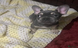 French Bulldog dogs for sale: LAST PUP AVAILABLE  - Image 3