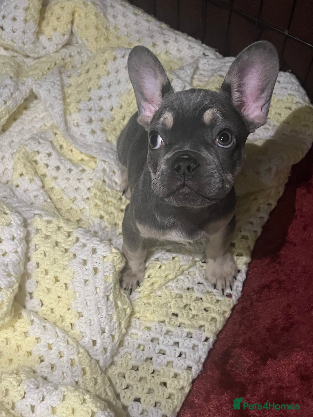 French Bulldog dogs for sale: LAST PUP AVAILABLE  - Image 3
