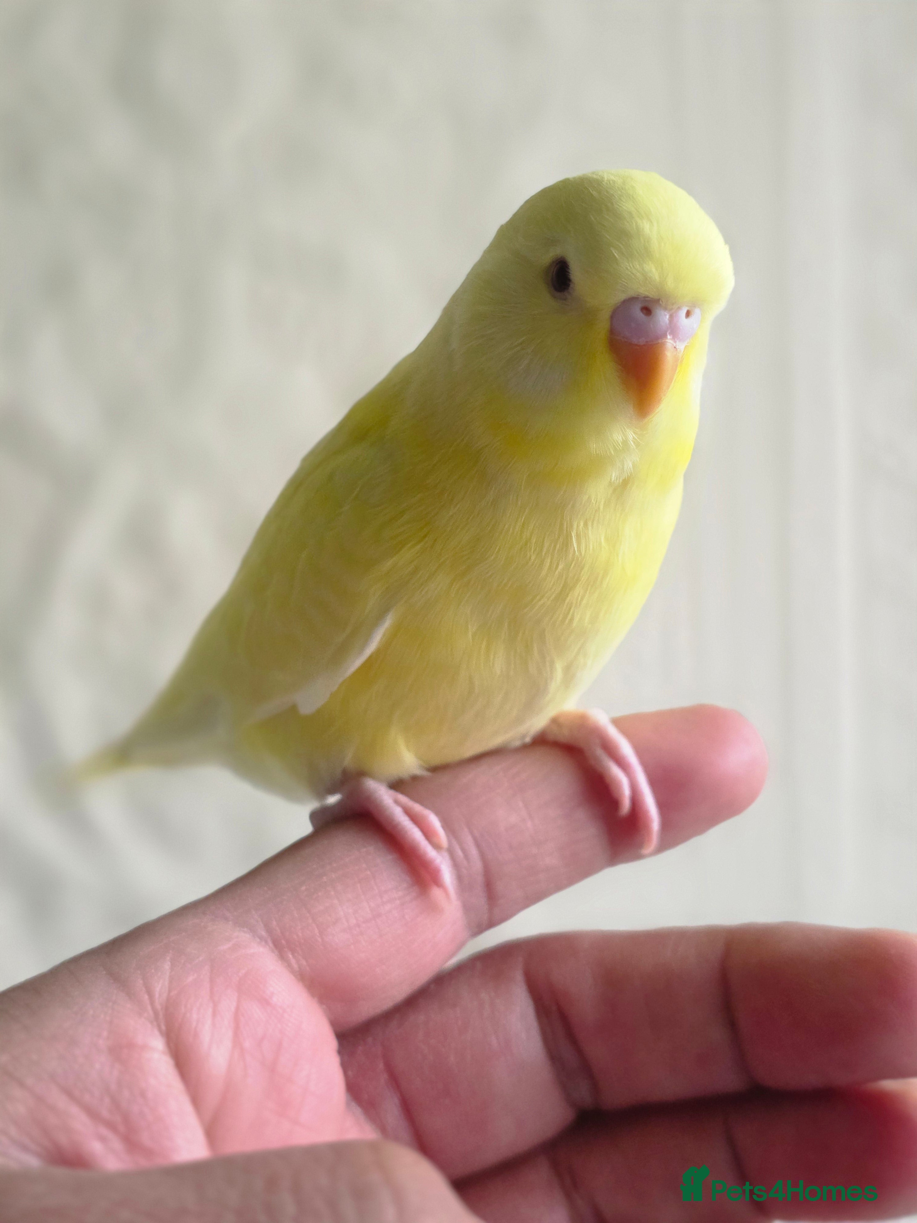 Budgerigars birds Beautiful hand tamed baby budgies for sale  - Advert 4