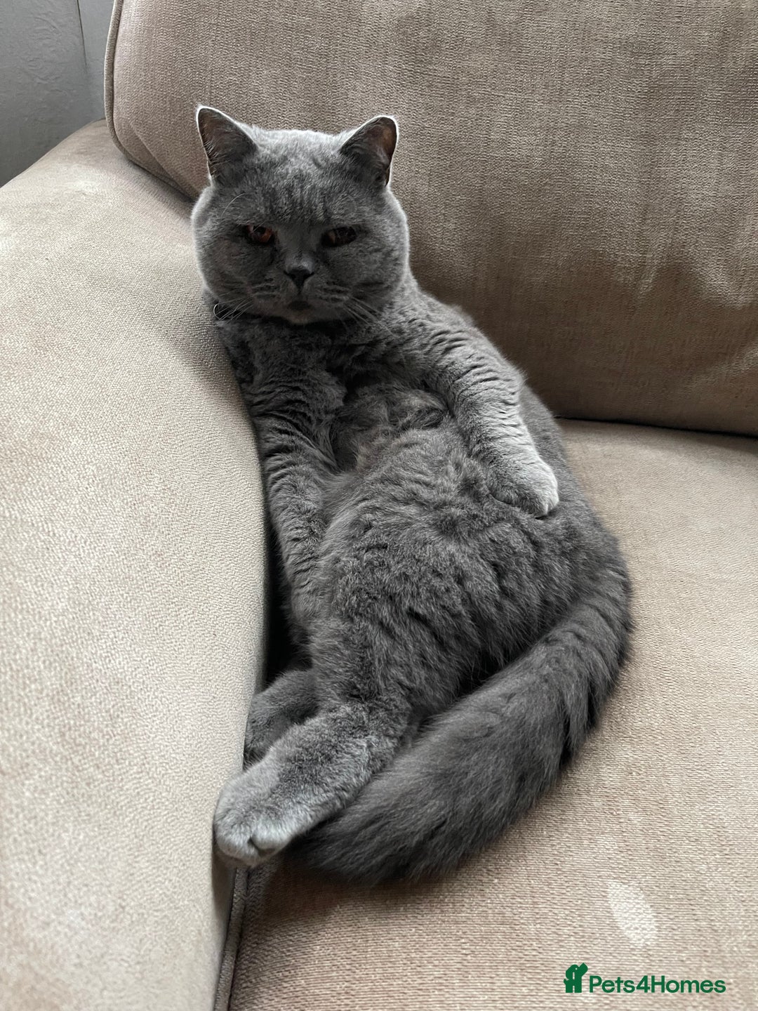 British Shorthair cats for sale: Bruce Brittish Shorthair 3 Years Old - Image 4