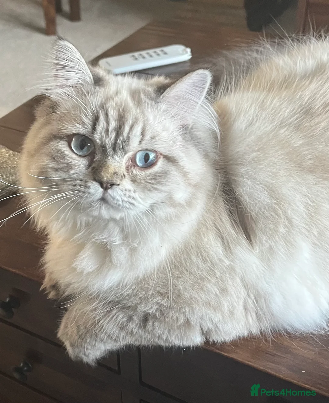 Persian cats for stud: 💕Simply Stunning Bailey💕PKD neg tested Persian  - Advert 3