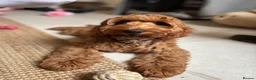 Cockapoo dogs for sale: F1 MINIATURE  SHOW-LINE COCKAPOO PUPPIES  - Advert 21