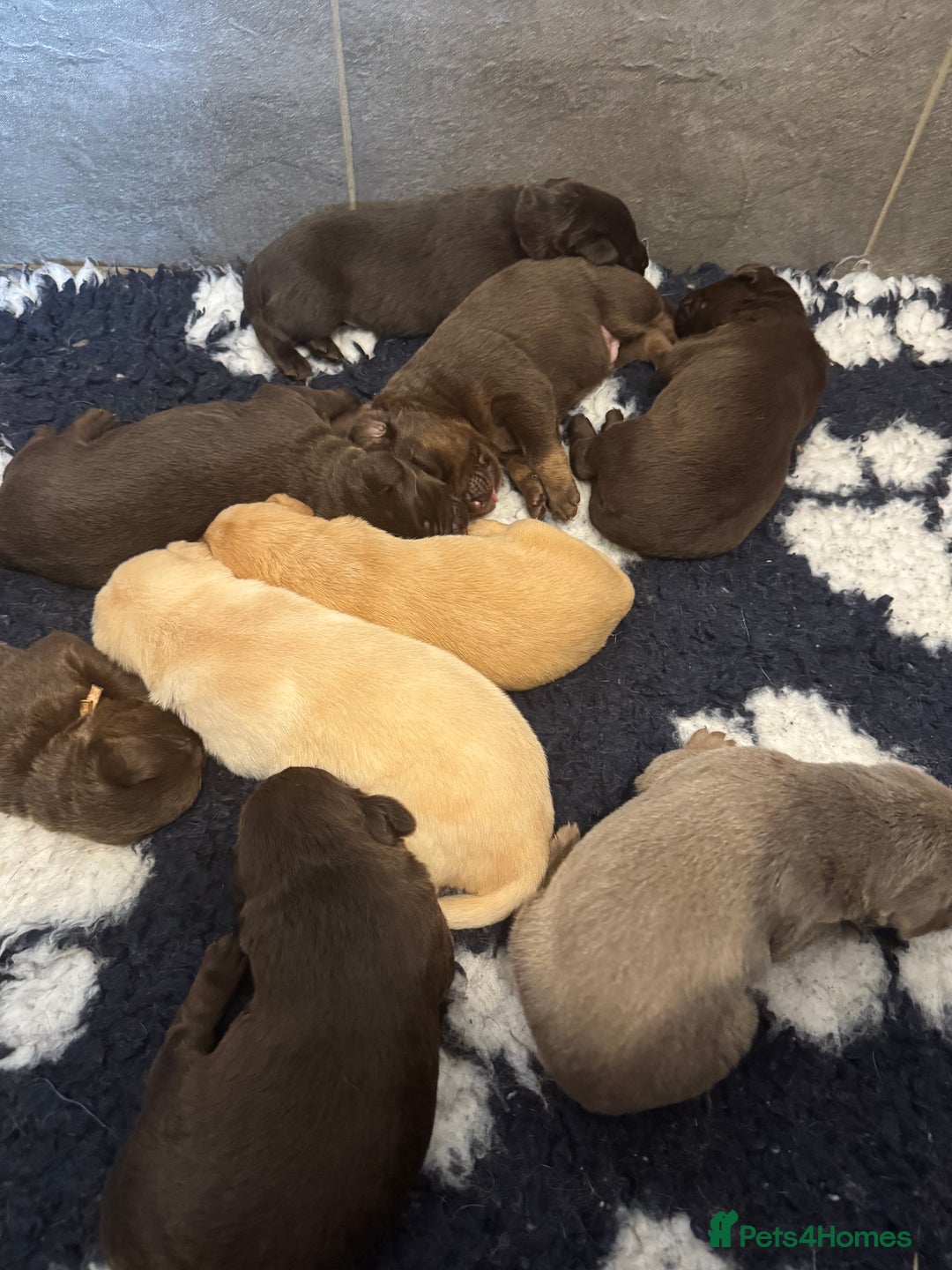 Labrador Retriever dogs for sale: Stunning Rare Coloured Pups Health Tested Parents  - Image 13