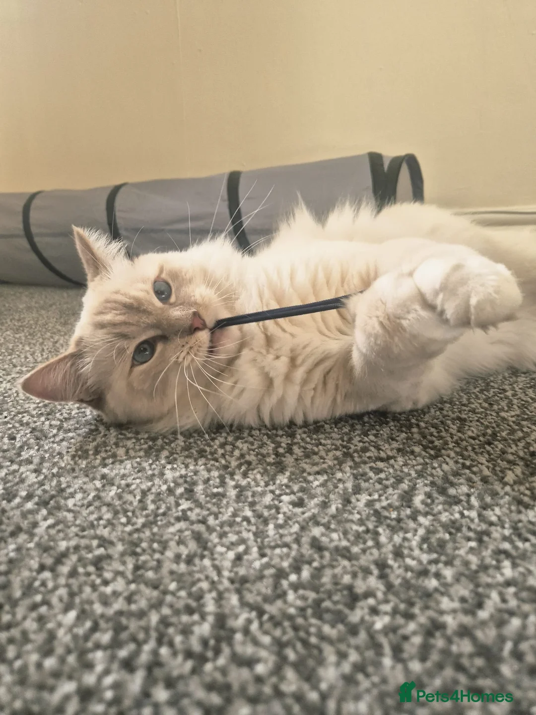 Ragdoll cats for sale: Male Ragdoll - open to reasonable offers - Advert 2