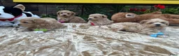 Maltipoo dogs for sale:  **  Maltipoo Puppy – Beautiful Teddy Bear Face - Advert 14