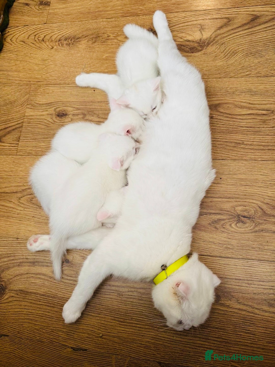 Scottish Fold cats for sale: Scottish fold & Scottish Straight for Sale  - Image 6