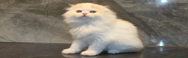 Scottish Fold Kitten 7