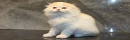 Scottish Fold cats for sale: Eight wee wonders seek mum/dad - Advert 4