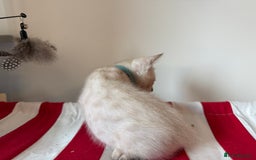 Bengal cats for sale: Pedigree Snow Bengal Kittens with TICA - Image 12