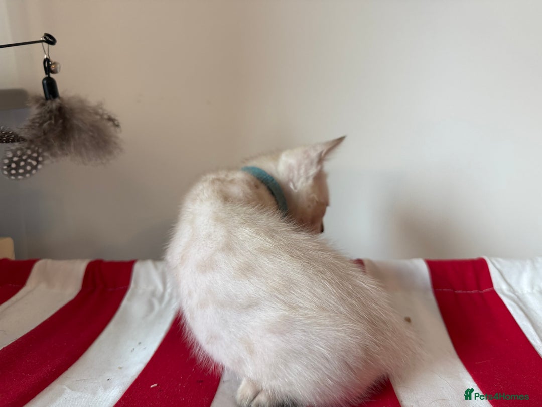 Bengal cats for sale: Pedigree Snow Bengal Kittens with TICA - Image 12