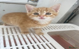 Domestic Shorthair cats for sale: Beautiful Family Friendly Tabby's - Image 5