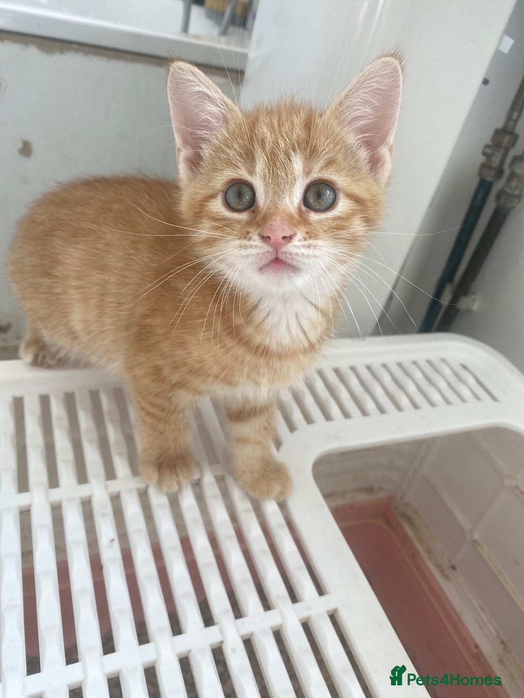Domestic Shorthair cats for sale: Beautiful Family Friendly Tabby's - Image 5