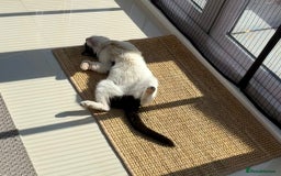 Mixed Breed cats for adoption: Pete needs a forever home!  - Image 5