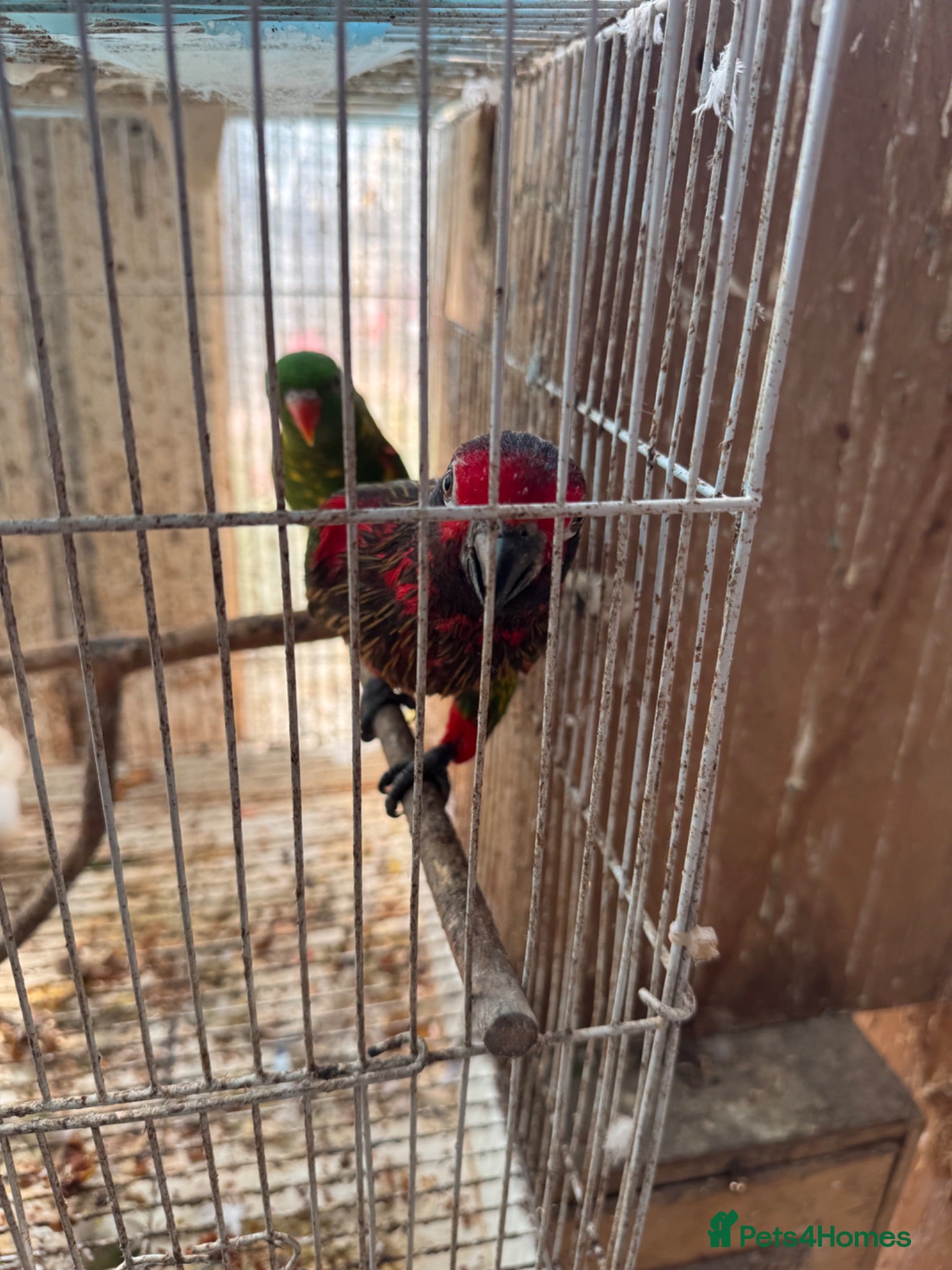 Mixed Breed birds for sale:  Birds for sale. Please read the description full  - Advert 1