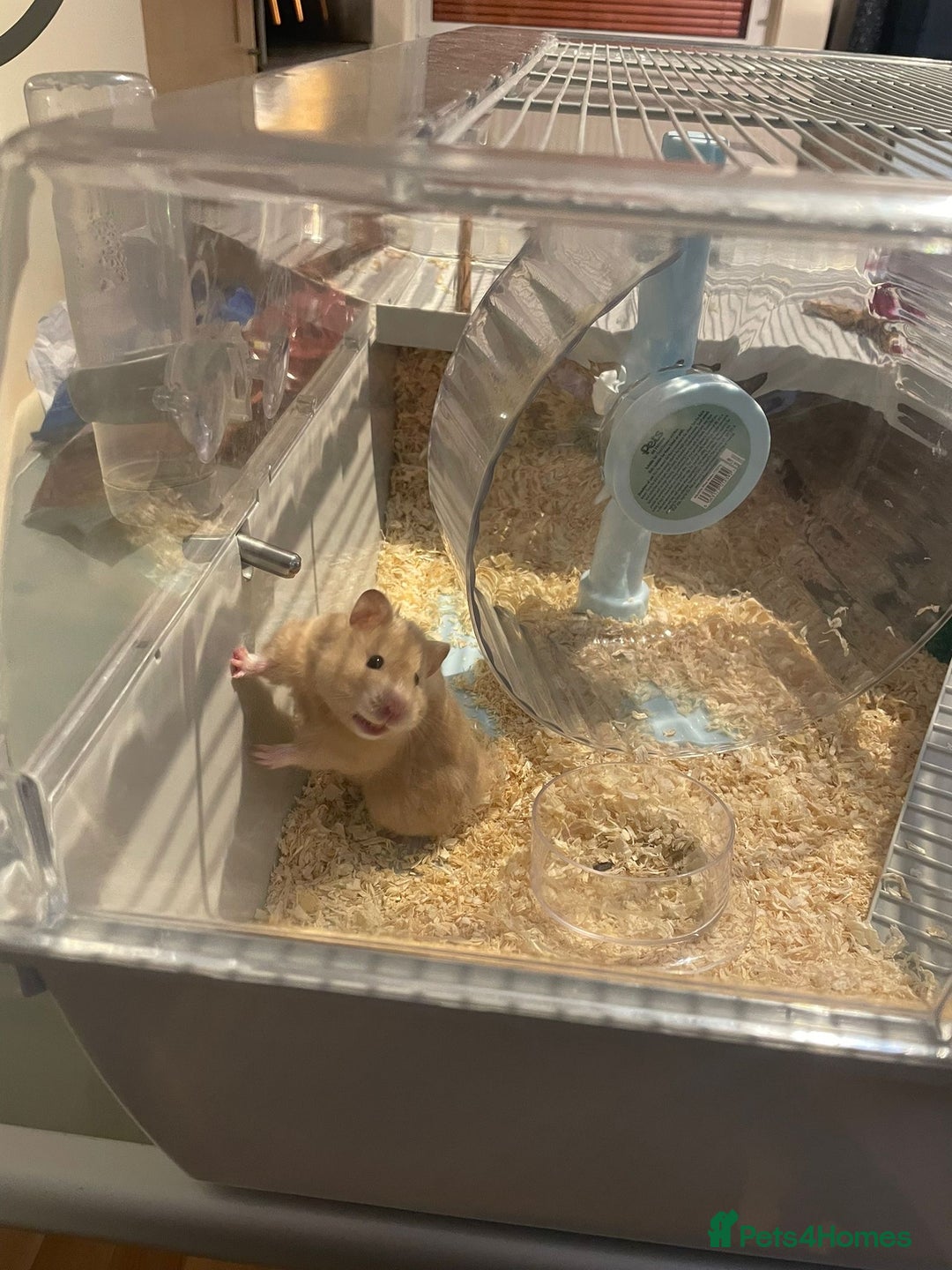 Hamster rodents for sale: Syrian Hamster for sale! - Advert 1